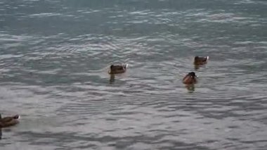 Bir grup ördek bir su kütlesinde yüzüyor.