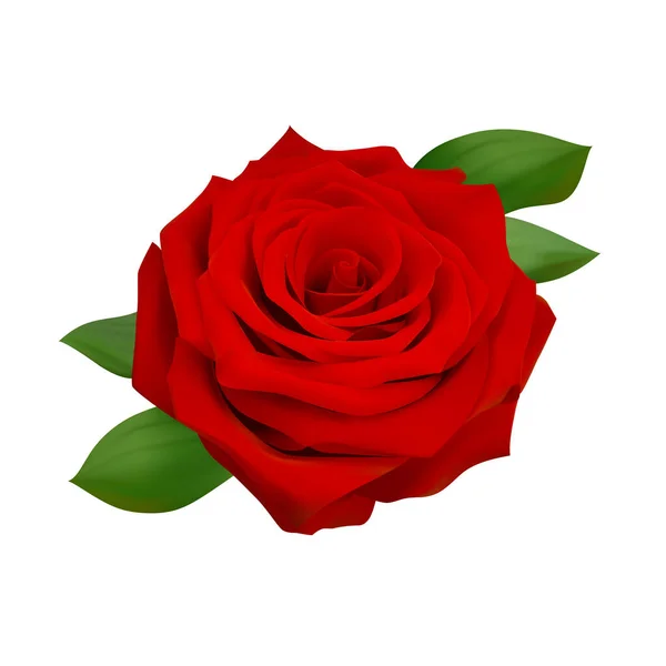Απομονωμένο Τριαντάφυλλο Ρεαλιστική Απεικόνιση Διάνυσμα Κόκκινο Τριαντάφυλλο — Διανυσματικό Αρχείο