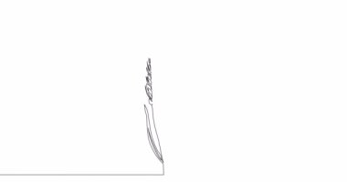 Kendi kendine çizim çizimi animasyonu Buğday Kulakları sürekli tek bir çizgi çizilmiş konsept video