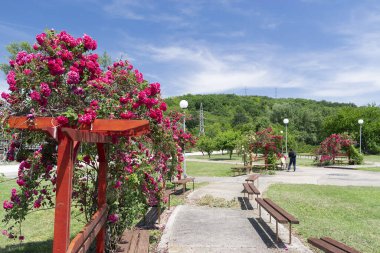 Malak Preslavec yakınlarındaki parkta bir gül.