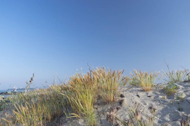 Sahilde dalgalanan dalgalar - Bulgar deniz manzaraları