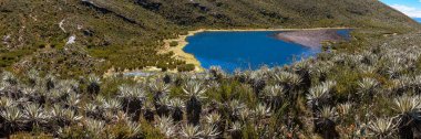 And Buzulu Siecha Gölleri 'nin (Lagunas de Siecha) panoramik manzarası Frailejones, Paramo' nun yerel çiçekleri, Cundinamarca, Kolombiya 'daki Chingaza Doğal Parkı