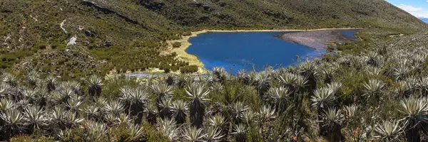 And Buzulu Siecha Gölleri 'nin (Lagunas de Siecha) panoramik manzarası Frailejones, Paramo' nun yerel çiçekleri, Cundinamarca, Kolombiya 'daki Chingaza Doğal Parkı