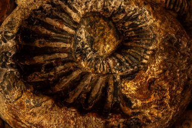 Kolombiya 'nın çok az bölgesinde olduğu gibi Villa de Leyva' da da antik denizlerde yaşayan ve çevre koşulları değiştiğinde ölen fosil ammonitlerin özel bir bolluğu vardır..