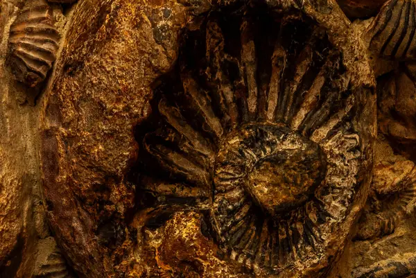 Kolombiya 'nın çok az bölgesinde olduğu gibi Villa de Leyva' da da antik denizlerde yaşayan ve çevre koşulları değiştiğinde ölen fosil ammonitlerin özel bir bolluğu vardır..