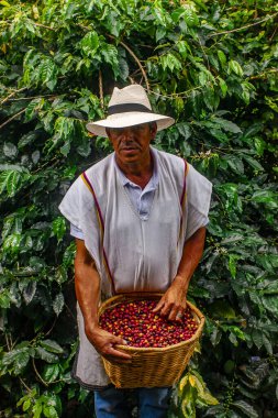 MONTENEGRO QUINDIO COLOMBIA, KOLOMBİA, 30 _ 12 _ 2014 _ Man Hands hasat kahve çekirdeği olgunlaşmış kırmızı böğürtlen tohumu Kolombiya çiftliğinde taze kahve ağacı yetiştirir. Eller yukarı, kırmızı kahve tohumu hasat ediliyor..