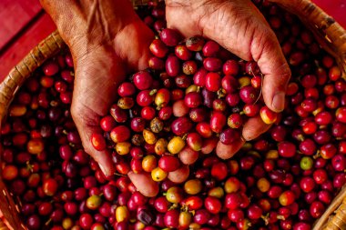 MONTENEGRO QUINDIO COLOMBIA, KOLOMBİA, 30 _ 12 _ 2014 _ Man Hands hasat kahve çekirdeği olgunlaşmış kırmızı böğürtlen tohumu Kolombiya çiftliğinde taze kahve ağacı yetiştirir. Eller yukarı, kırmızı kahve tohumu hasat ediliyor..