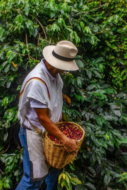 MONTENEGRO QUINDIO COLOMBIA, KOLOMBİA, 30 _ 12 _ 2014 _ Man Hands hasat kahve çekirdeği olgunlaşmış kırmızı böğürtlen tohumu Kolombiya çiftliğinde taze kahve ağacı yetiştirir. Eller yukarı, kırmızı kahve tohumu hasat ediliyor..