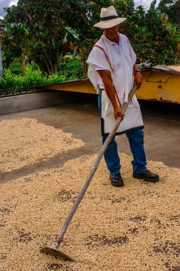 MONTENEGRO QUINDIO COLOMBIA, KOLOMBİA, 30 _ 12 _ 2014 _ Man Hands hasat kahve çekirdeği olgunlaşmış kırmızı böğürtlen tohumu Kolombiya çiftliğinde taze kahve ağacı yetiştirir. Eller yukarı, kırmızı kahve tohumu hasat ediliyor..