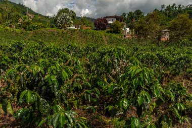 MONTENEGRO QUINDIO COLOMBIA, KOLOMBİA, 30 _ 12 _ 2014 _ Man Hands hasat kahve çekirdeği olgunlaşmış kırmızı böğürtlen tohumu Kolombiya çiftliğinde taze kahve ağacı yetiştirir. Eller yukarı, kırmızı kahve tohumu hasat ediliyor..