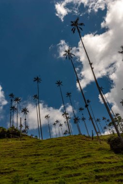 COCORA VALLEY _ QUINDIO COLOMBIA, 30 _ 12 _ 2014, Kolombiya And Dağları 'nın merkez sıradağlarında yer alan doğal bir manzaradır. Kolombiya 'nın ulusal ağacı Quindio balmumu palmiyesi ile ünlüdür..
