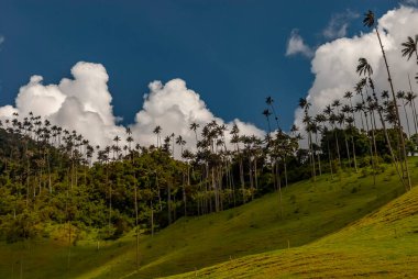 COCORA VALLEY _ QUINDIO COLOMBIA, 30 _ 12 _ 2014, Kolombiya And Dağları 'nın merkez sıradağlarında yer alan doğal bir manzaradır. Kolombiya 'nın ulusal ağacı Quindio balmumu palmiyesi ile ünlüdür..