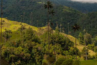COCORA VALLEY _ QUINDIO COLOMBIA, 30 _ 12 _ 2014, Kolombiya And Dağları 'nın merkez sıradağlarında yer alan doğal bir manzaradır. Kolombiya 'nın ulusal ağacı Quindio balmumu palmiyesi ile ünlüdür..