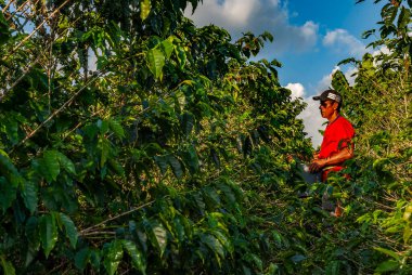 MONTENEGRO QUINDIO COLOMBIA, KOLOMBİA, 30 _ 12 _ 2014 _ Man Hands hasat kahve çekirdeği olgunlaşmış kırmızı böğürtlen tohumu Kolombiya çiftliğinde taze kahve ağacı yetiştirir. Eller yukarı, kırmızı kahve tohumu hasat ediliyor..
