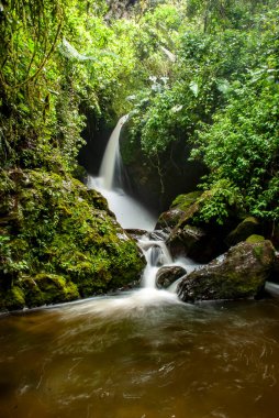 COCORA VALLEY _ QUINDIO COLOMBIA, 30 _ 12 _ 2014, Kolombiya And Dağları 'nın merkez sıradağlarında yer alan doğal bir manzaradır. Kolombiya 'nın ulusal ağacı Quindio balmumu palmiyesi ile ünlüdür..