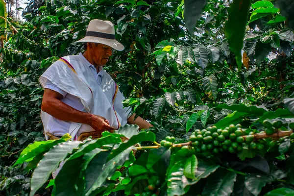 MONTENEGRO QUINDIO COLOMBIA, KOLOMBİA, 30 _ 12 _ 2014 _ Man Hands hasat kahve çekirdeği olgunlaşmış kırmızı böğürtlen tohumu Kolombiya çiftliğinde taze kahve ağacı yetiştirir. Eller yukarı, kırmızı kahve tohumu hasat ediliyor..