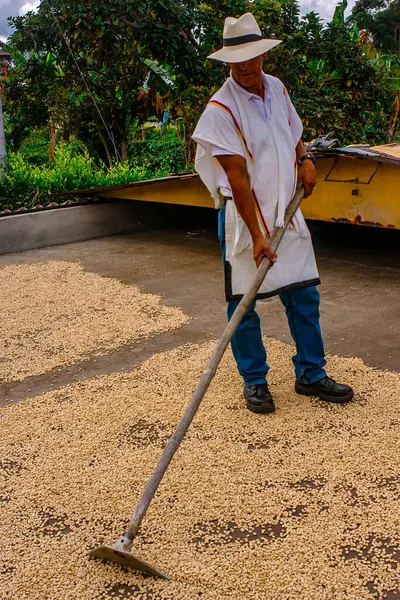 stock image MONTENEGRO QUINDIO COLOMBIA, COFFEE CROPS, 30_12_2014_Man Hands harvest coffee bean ripe Red berries plant fresh seed coffee tree growth in Colombian farm. Close up hands harvest red ripe coffee seed.