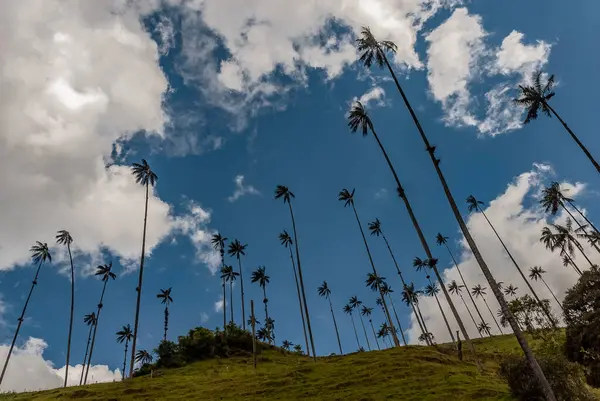 COCORA VALLEY _ QUINDIO COLOMBIA, 30 _ 12 _ 2014, Kolombiya And Dağları 'nın merkez sıradağlarında yer alan doğal bir manzaradır. Kolombiya 'nın ulusal ağacı Quindio balmumu palmiyesi ile ünlüdür..