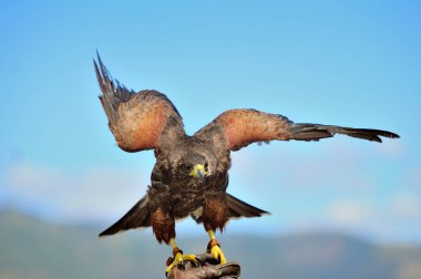 Quito havaalanındaki vahşi yaşam kontrolü için Majestic Eagle.