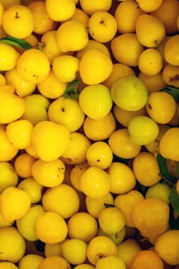 Yeni toplanmış taze ve sulu sarı eriklerin hava manzarası. Bereket, sağlıklı beslenme, yerel pazar ve doğal meyve dokusunu çağrıştıran canlı bir görüntü..