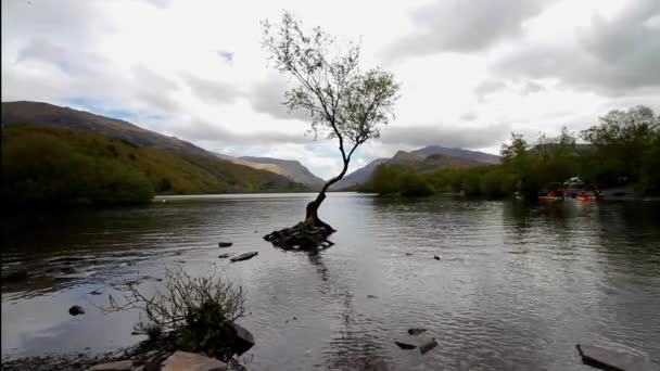 Llanberis Wales Μαΐου 2021 Llanberis Lone Tree Στη Λίμνη Padarn — Αρχείο Βίντεο