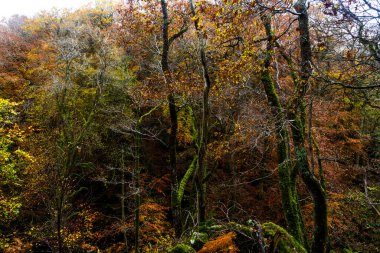 Dolgellau, Snowdonia, Kuzey Galler, İngiltere yakınlarındaki Torrent Walk veya Llwybr Clywedog 'da yaprakları dökülen UK Trees in Autumn veya Fall..