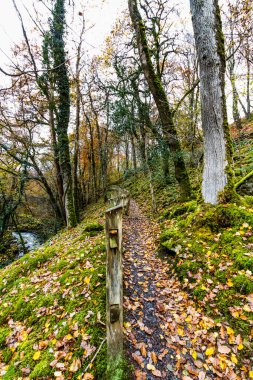 Sonbaharda korulukta çitli İngiltere yolu ya da dökülen yapraklarla Torrent Walk ya da Llwybr Clywedog, Dolgellau, Snowdonia, Kuzey Galler, İngiltere, nehir ya da akarsu ile kaplı.