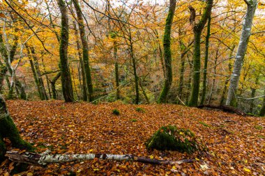 Dolgellau, Snowdonia, North Wales, İngiltere yakınlarındaki Torrent Walk ya da Llwybr Clywedog 'da yaprakları dökülen ya da düşen UK Trees in Autumn, İngiltere, geniş açı, manzara.