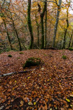Dolgellau, Snowdonia, North Wales, İngiltere yakınlarındaki Torrent Walk ya da Llwybr Clywedog 'da yaprakları dökülen UK Trees in Autumn ya da Fall, geniş açı, portre.