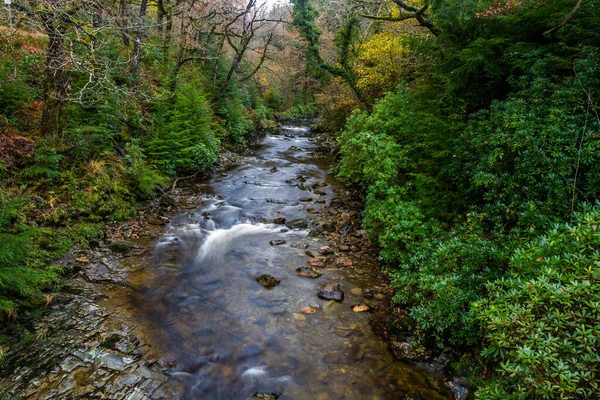 Wielka Brytania Rzeka Jesienią Rzeka Afon Mawddach Parku Leśnym Coed — Zdjęcie stockowe