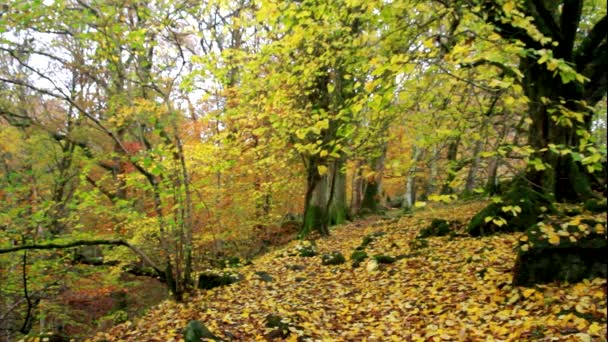 Arbres Britanniques Dans Les Bois Automne Automne Avec Feuilles Tombées — Video