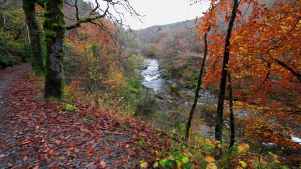 River Afon Mawddach Coed Brenin Forest Park Hösten Falla Nära — Stockvideo