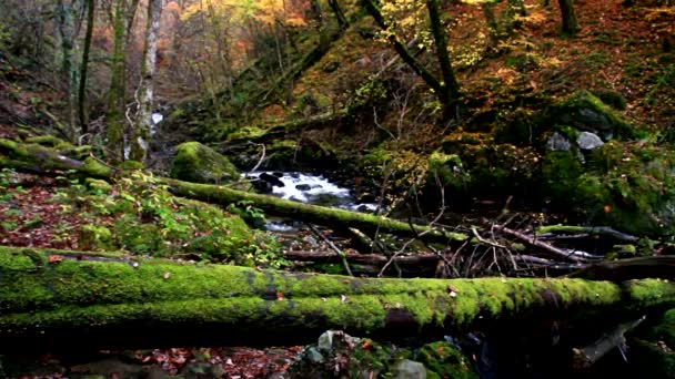 Woods Autumn Fall Leaves Torrent Walk Liwybr Clywedog Dolgellau Eryri — 비디오