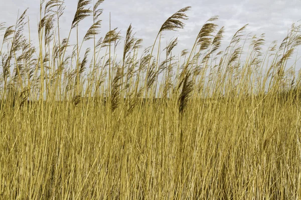 Reeds Wetland Reino Unido — Fotografia de Stock