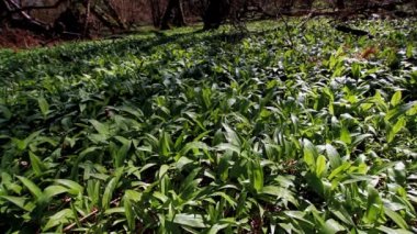 Video, Vahşi Sarımsak veya Ramson, Allium ursinum, Nisan, İngiltere, İngiltere, manzara.