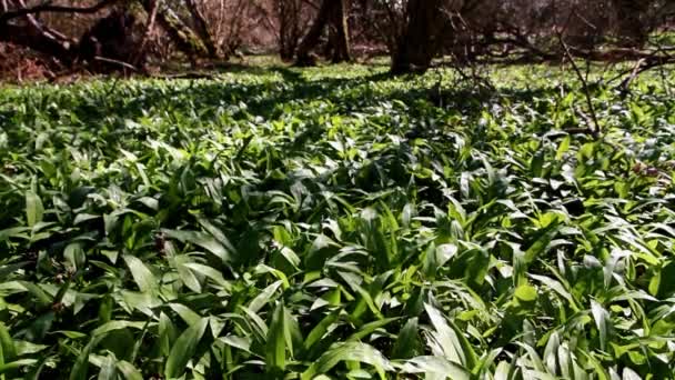 Divoký Česnek Nebo Ramson Allium Ursinum Pokrývající Dřevěnou Podlahu Dubnu — Stock video