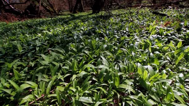 Video Wild Česnek Nebo Ramson Allium Ursinum Pokrývající Dřevěnou Podlahu — Stock video