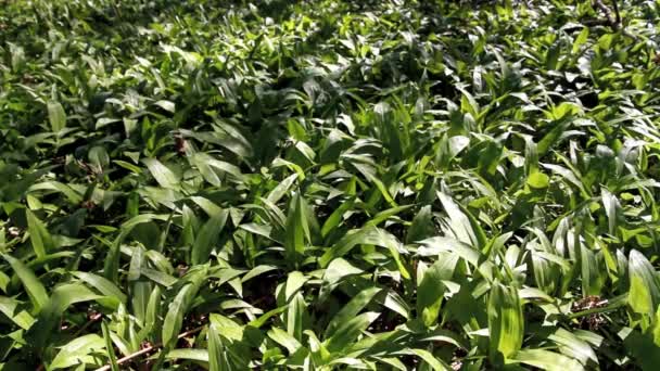 Divoký Česnek Nebo Ramson Allium Ursinum Pokrývající Dřevěnou Podlahu Dubnu — Stock video