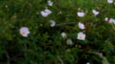 Video, Görüntü ya da Görüntü Bozukluğu Yaygın Köpek Rose ya da Rosa Canina çiçekleri çalılıklarda ya da çalılıklarda, Birleşik Krallık arka plan oluşturur