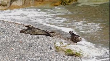 Sahildeki iki fokun videosu. Angel Bay, Little Orme, Llandudno, Conwy County, Kuzey Galler, İngiltere.