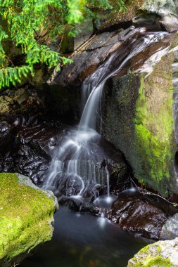 Galce 'de Rhaeadr y Tylwyth Teg denilen Peri Şelalesi' nin alt kısmında. Trefriw Conwy County 'de şelale, Kuzey Galler, İngiltere, düşük su, çünkü yaz gelirse, portre