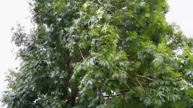 Video, Fairy Falls 'un ana bölümü, Galce' de Rhaeadr y Tylwyth Teg. Trefriw Conwy County 'de şelale, Kuzey Galler, İngiltere, düşük su, çünkü yaz gelirse, manzara.