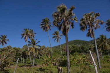 Pedernales 'ten Dominik Cumhuriyeti' nin başkenti Santo Domingo 'ya giden yoldaki tepelerde palmiye ağaçları ve mavi gökyüzü..