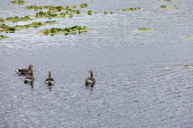 A flock of wild Hebridean wild ducks swimming peacefully in a lock in the Outer Hebrides, Island of Lewis and Harris.