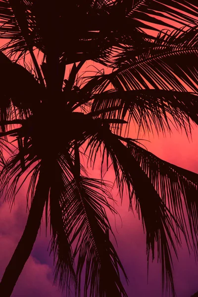 Over saturated sunset seen under a palm tree in a tropical paradise. Sunset silhouette, pink and red sky, vibrant colors, summer mood.