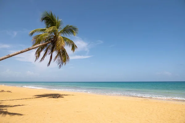Beautiful View Sea Palms Golden Sand Playa Coson Las Terrenas Stockfoto