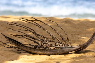 Old palm leaf fallen from the palm and resting on the sand in a tropical paradise. Exotic sea in the background. Deserted beach mood.