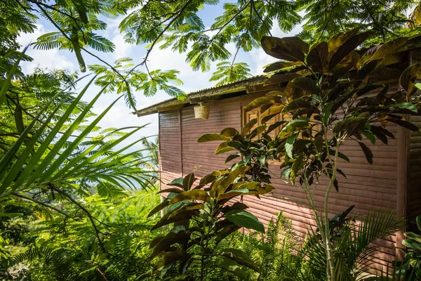 정글에 캐리비안의 전형적 주택들을 가까이 사진입니다 부드러운 놓았죠 자연환경 — 스톡 사진