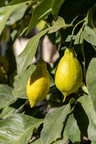 Крупним Планом Знімок Двох Нерозріджених Лимонів Сорренто Рослині Під Весняним — стокове фото