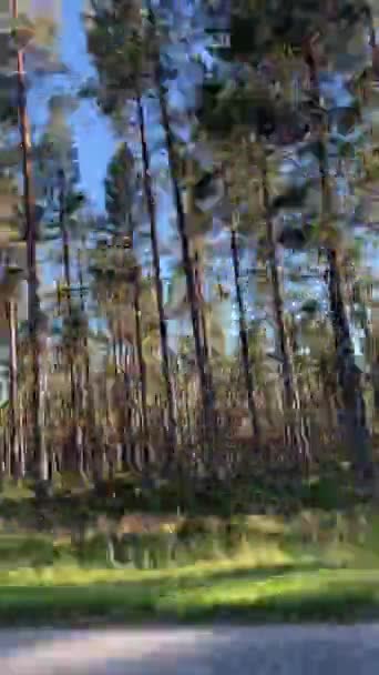 Kamera Melihat Keluar Dari Jendela Mobil Saat Mengemudi Pohon Tinggi — Stok Video